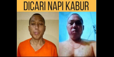 Brimob Ikut Buru Cai Changpan di Hutan