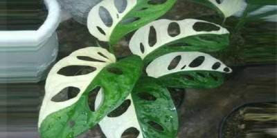 Tahu Manfaat Janda Bolong yang Sedang Hits? Ini Dia