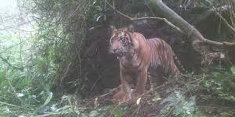 Harimau Berkeliaran, Jalur Pendakian Gunung Sibayak Ditutup