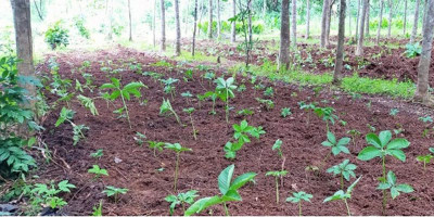 Petani Umbi Porang Pajampangan Bidik Pasar Luar Negeri