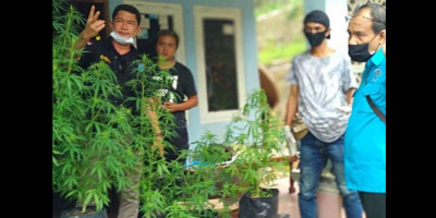 Puluhan Tahun Budidaya Ganja, Baru Kali Ini MS Ditangkap