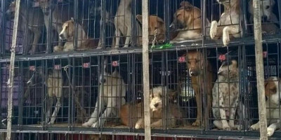 2 Mobil Angkut Ratusan Anjing ke Sumatra untuk Dikonsumsi, Pencinta Binatang: Sangat Kejam