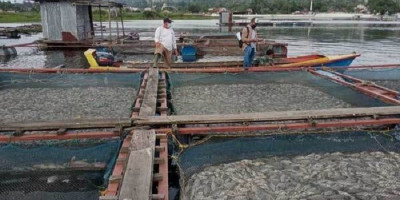 109 Ton Ikan di Danau Toba Mendadak Mati