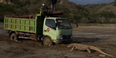 Foto Komodo Viral, Balai TNK Tutup Pulau Rinca, Semua Orang Dilarang Mengambil Gambar