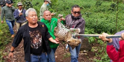 Sempat Membaik, Macan Tutul Penghuni Kawah Putih Akhirnya Mati