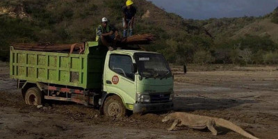 Foto Komodo Hadang Truk, Ini Penjelasan Menteri PUPR