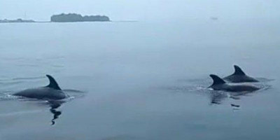 Kawanan Lumba-lumba Kembali Muncul di Perairan Pulau Pramuka
