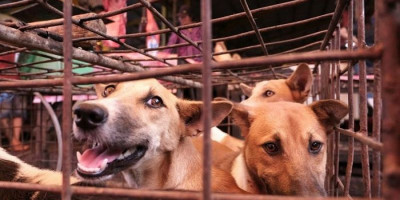 Memperketat Pengawasan Perdagangan Anjing dan Mengubah Perilaku Masyarakat 