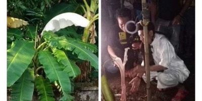 Ada Daun Pisang Mirip Kain Kafan, Warga Gelar Ritual
