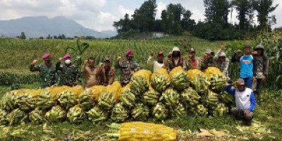Panen Raya Jagung Dengan Poktan Ciwalen  