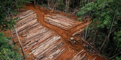 Duka Iringi Lenyapnya Hutan Adat Papua 