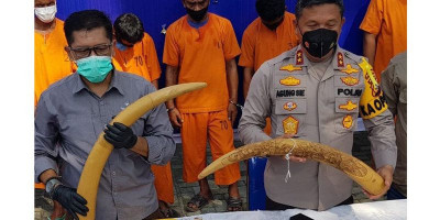Pak Guru di Jambi Nyambi Jualan Gading Gajah Dilindungi