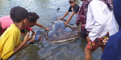 Aksi Penyelamatan Ikan Paus Hiu di Wisata Mangrove Desa Cendimanik