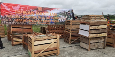 Panglima TNI Bantu 59 Ekor Babi Hutan untuk Upacara Bakar Batu di Papua