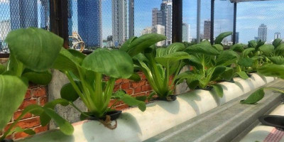 Bertani di Tengah Kota, Regenerasi Petani Hidroponik