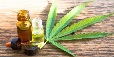 Dihapus dari Daftar Narkotika, PBB Tetapkan Ganja Sebagai Tanaman Obat 