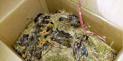 Karantina Pertanian Surabaya Gagalkan Pengiriman 715 Burung Kicau