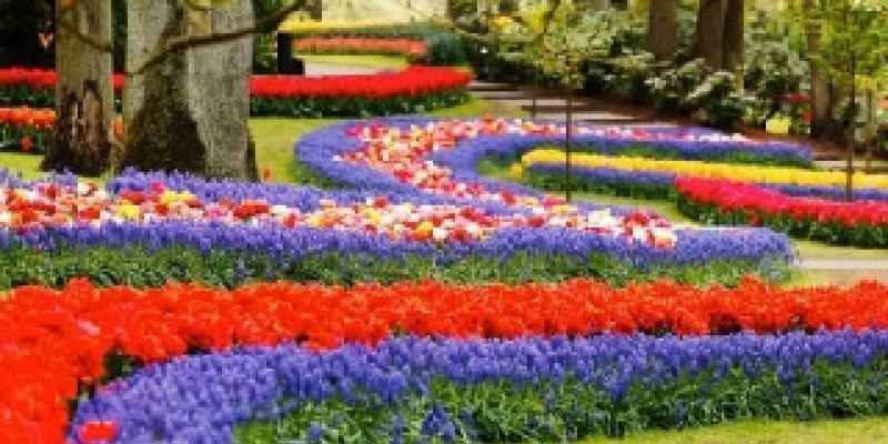 Bunga Tulip, Bersemi Di Turki Merekah Di Belanda