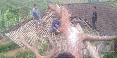 Pohon Petai Tumbang Timpa Rumah Warga 