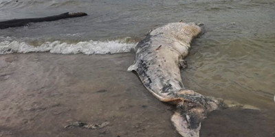 Bangkai Hiu di Pantai Minajaya Timbulkan Bau Tak Sedap Hingga 1 Kilometer 