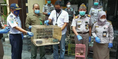 Petugas Gagalkan Penyelundupan Ratusan Cucak Hijau dan Murai Batu