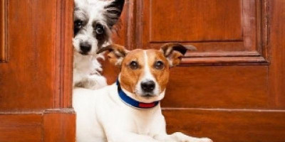 Belanda Negeri Kotoran Anjing (Hondenpoep)