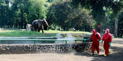 Taman Margasatwa Ragunan Cukup Ramai, Pengunjung Berolah Raga Sambil Refreshing