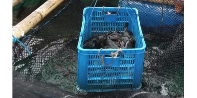 Panen Ikan Kerapu di Pulau Seribu 