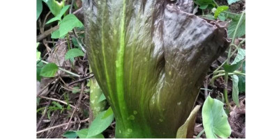 Warga Temukan Bunga Langka di Hutan Simaruok  