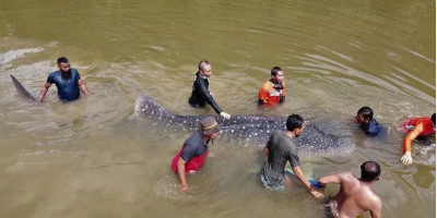 Terdampar di Sungai, BKSDA dan Warga Evakuasi Hiu Paus