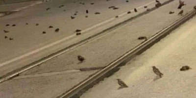 Ratusan Burung di Kota Roma Mati Diduga Karena Kembang Api