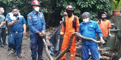 Petugas Damkar Panen Ular Sanca di Kebon Jeruk