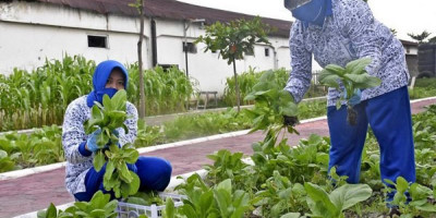 Wujud Keberhasilan Ketahanan Pangan, Jalasenastri Yonif 5 Brigif 2 Marinir Pasmar 2 Panen Tanaman Sawi