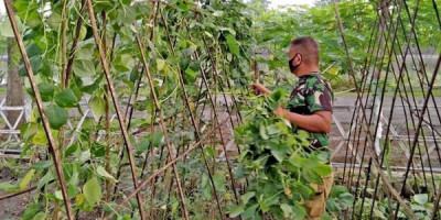 Prajurit Yonif 1 Brigif 2 Marinir Pasmar 2 Laksanakan Perawatan Tanaman 