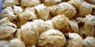 Disebut Harta Karun Tersembunyi, Eksportir Sarang Burung Walet Sumringah 