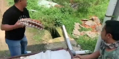 Viral Peternak Buang Telur Ayam, Begini Endingnya