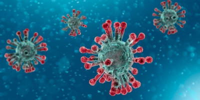 Corona Belum Usai Muncul Virus Nipah, Disebut Berpotensi Jadi Pandemi Berikutnya 