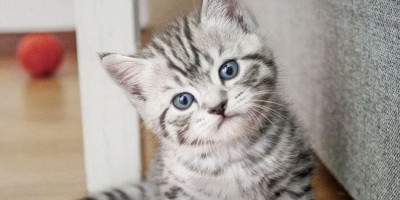 Pencinta Hewan Wajib Tahu Kucing Tak Boleh Makan Nasi, Ini Sebabnya 