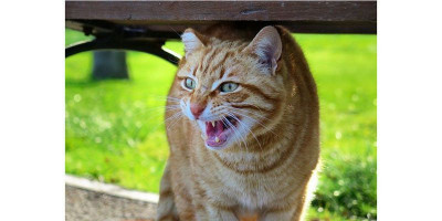 Seorang Wanita di Kalideres Bunuh Kucing untuk Dimakan, Katanya Obat Asma