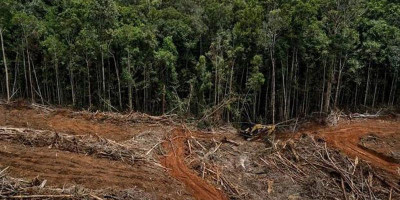 DPR Minta Eksploitasi Lahan Secara Masif Disetop 