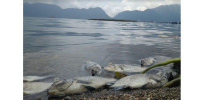 Diterjang Angin Kencang, Ribuan Ikan di Danau Maninjau Mati  