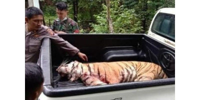 Dua Harimau Sinka Zoo Lepas, Satu Berhasil Dilumpuhkan 