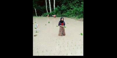 Petani Joget Tiktok Sambil Tanam Padi, Gubernur Khofifah Tanya Kualitas Berasnya