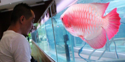 Ada Korupsi Pengadaan Ikan Arwana di Kapuas Hulu