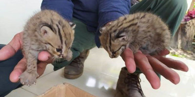 Warga Lamongan Temukan Anak Kucing Langka Saat Mencari Rumput 