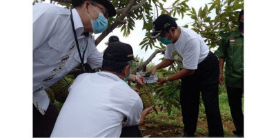 Panen Durian di Agro Eduwisata Buah Kulonprogo