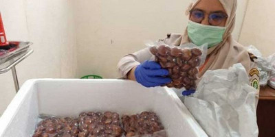 Jengkol Sumatera Barat Tembus Pasar Jepang