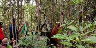 Terapkan Protokol Kesehatan Ketat, 3 Individu Orangutan Dilepasliarkan di Kalimantan Timur