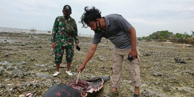Pelaku Pemotongan Ikan Paus yang Terdampar Terancam Pidana