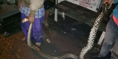 Waspadai Kemunculan Ular Saat Banjir, Kenali dan Tips Penyelamatannya